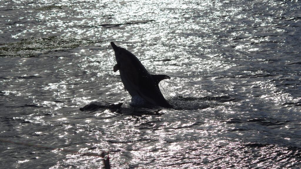 A silhouette of a dolphin in bright sunlight and sparkling seas