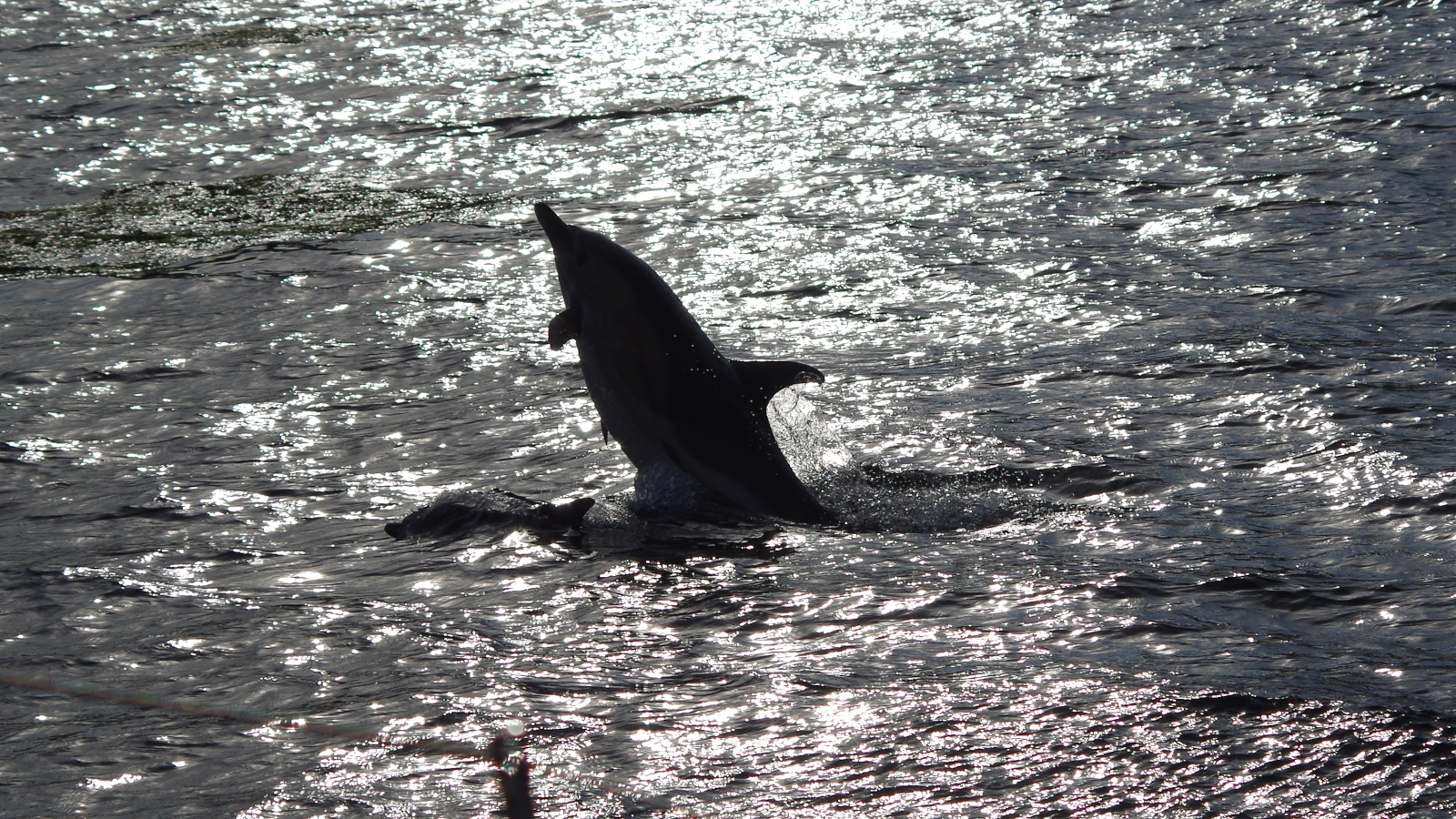 A silhouette of a dolphin in bright sunlight and sparkling seas