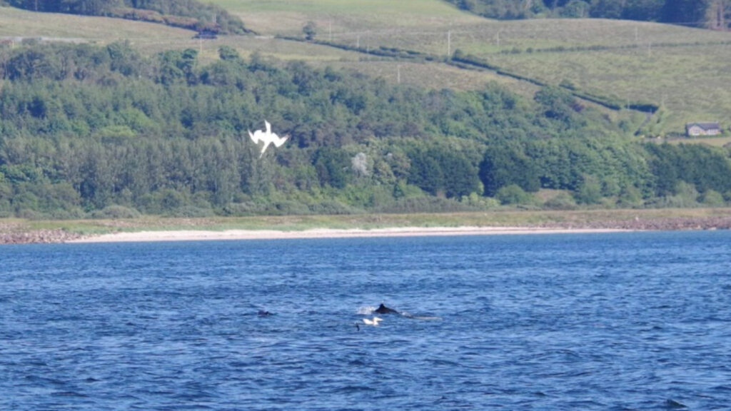 Gannets and porpoise sharing a bait ball