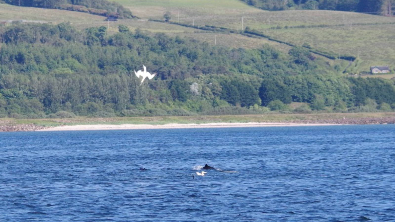 Gannets and porpoise sharing a bait ball