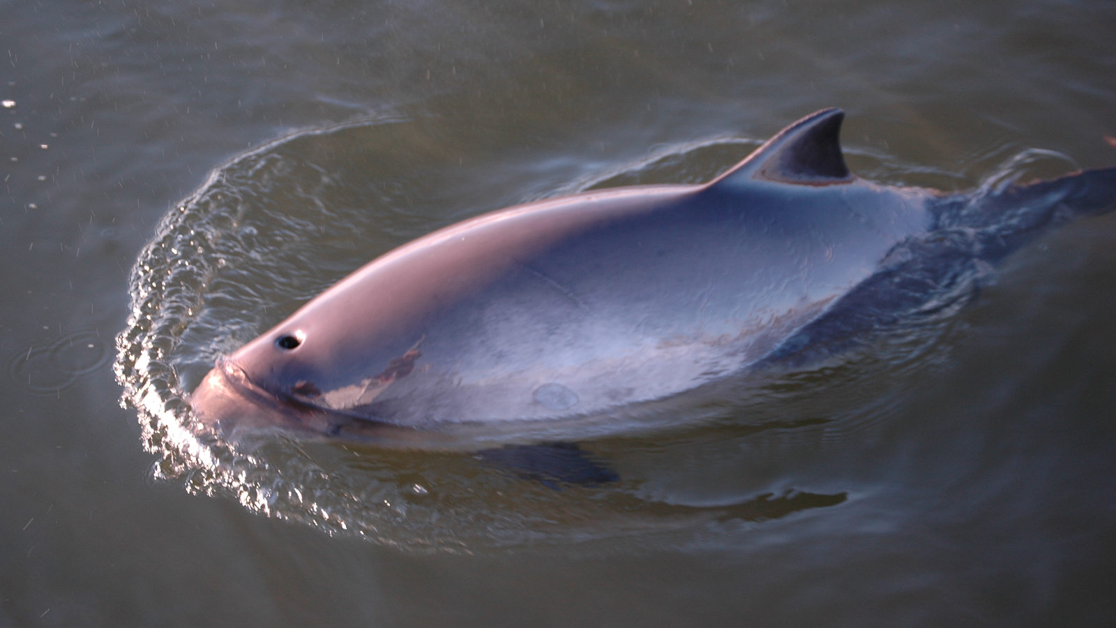 A porpoise surfacing for a breath of air