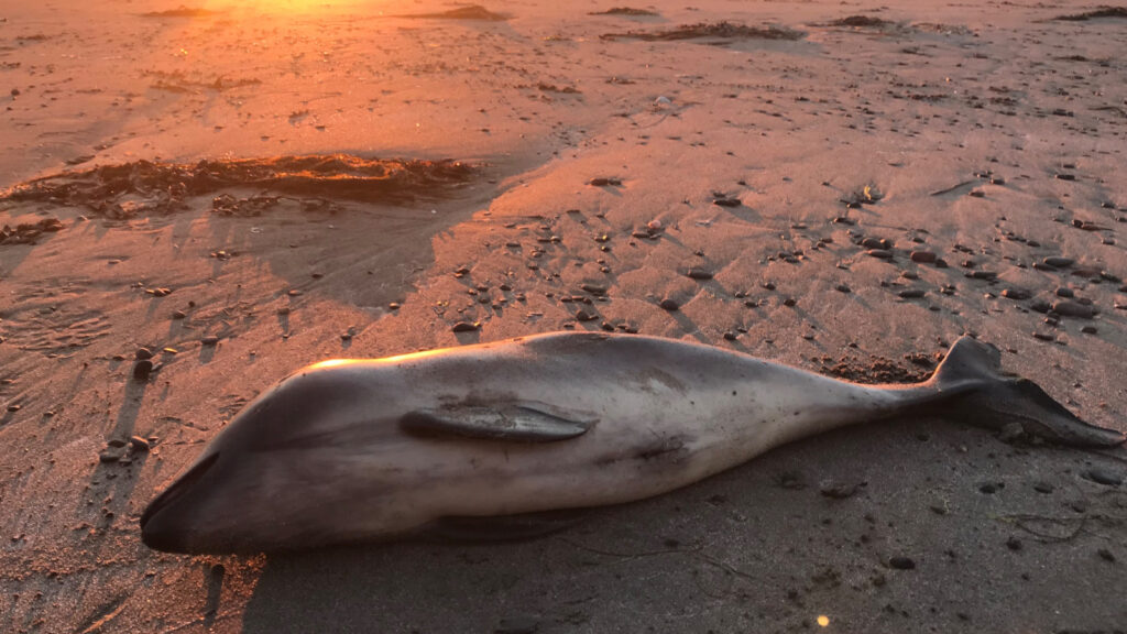 A stranded poroise on a sandy Clyde beach