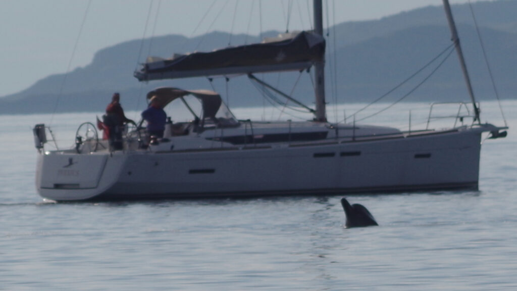 A yacht and crew watching bottlenose whales in the Clyde