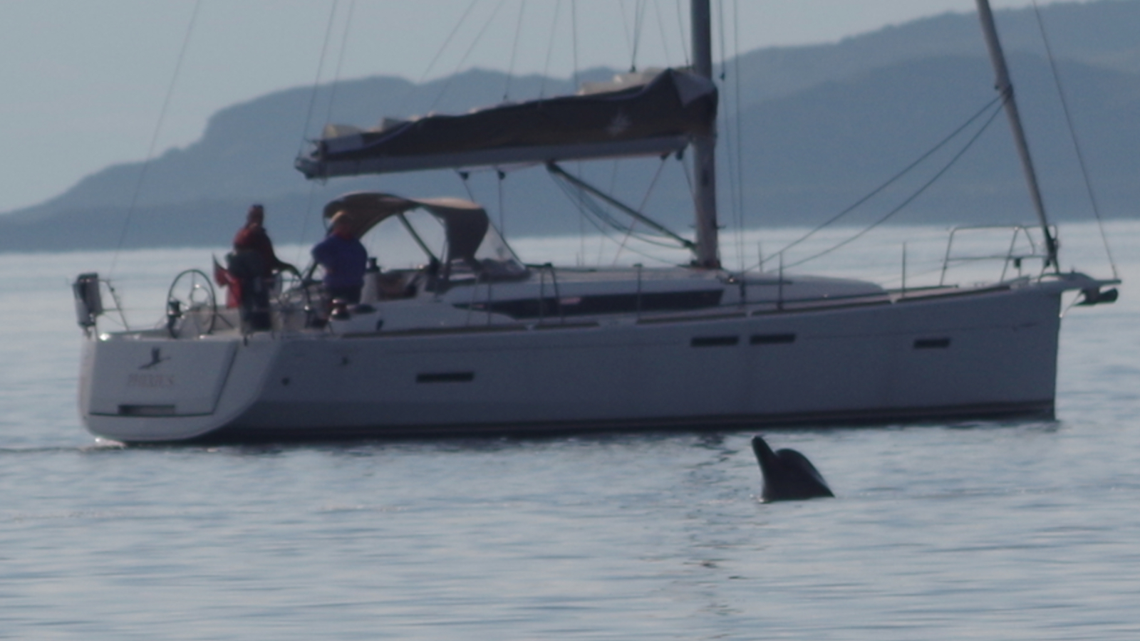 A yacht and crew watching bottlenose whales in the Clyde